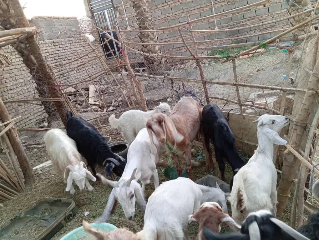 فروش همه گوسفندها یکجا|حیوانات مزرعه|ایرانشهر, |دیوار