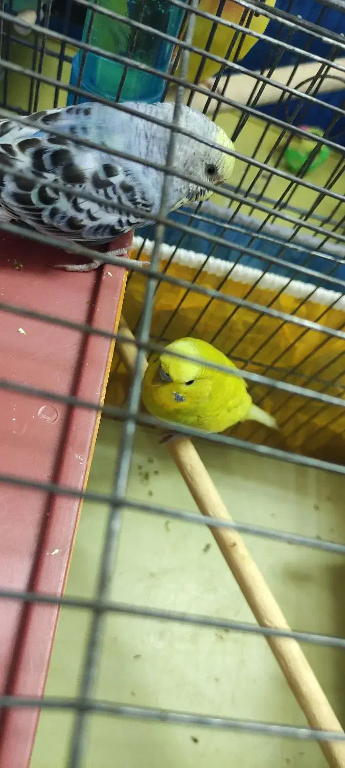 مرغ عشق کارداده|پرنده|شاهینشهر, مخابرات (شهید بهشتی)|دیوار