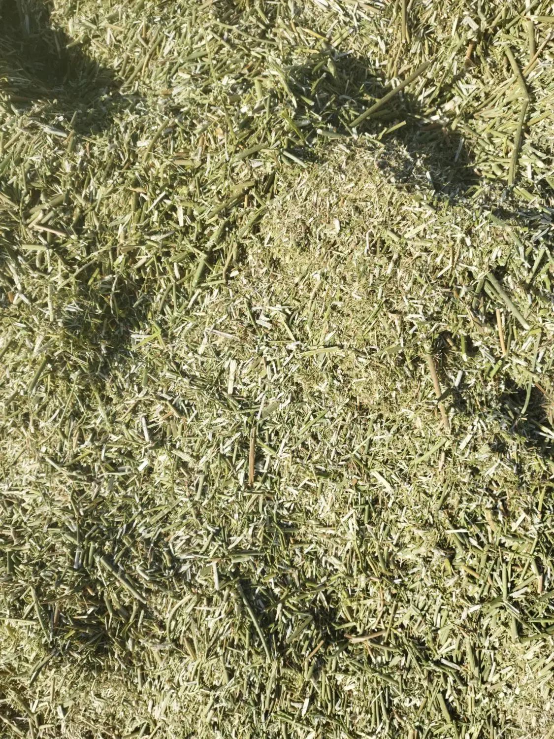 3تن کاه رازیانه|لوازم جانبی حیوانات|کبودرآهنگ, |دیوار