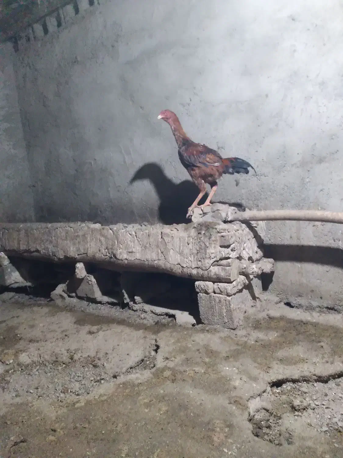 جوجه خروس لاری|حیوانات مزرعه|سقز, |دیوار