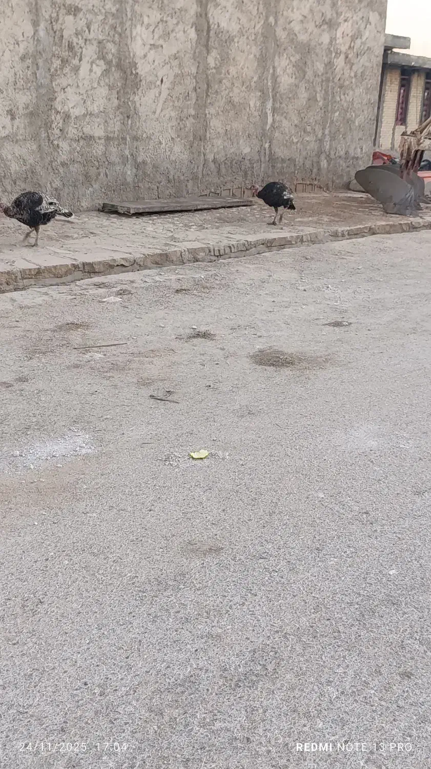 بوقله|حیوانات مزرعه|دهدشت, |دیوار