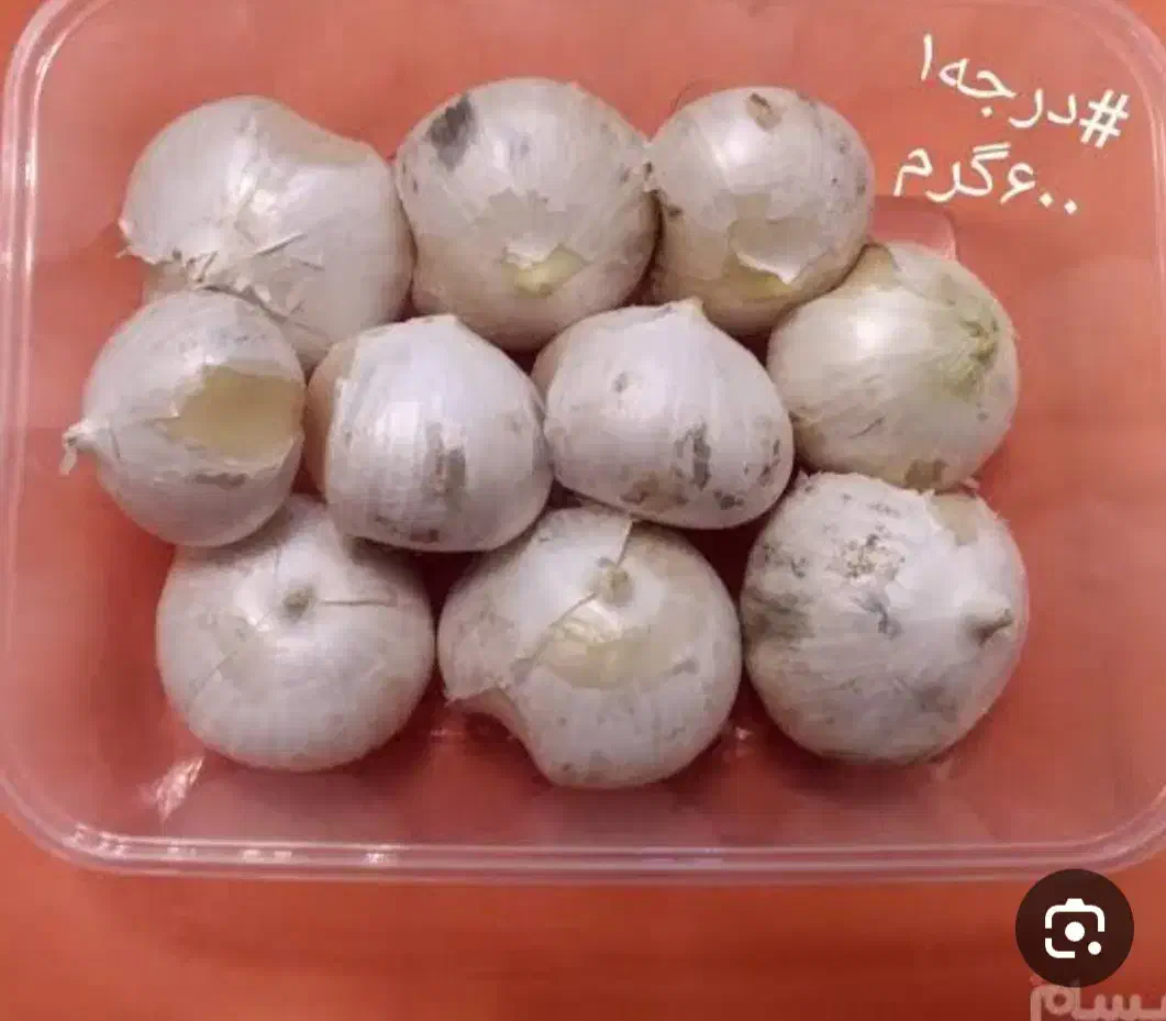 موسیرکوهی|خوردنی و آشامیدنی|سجاس رود, |دیوار