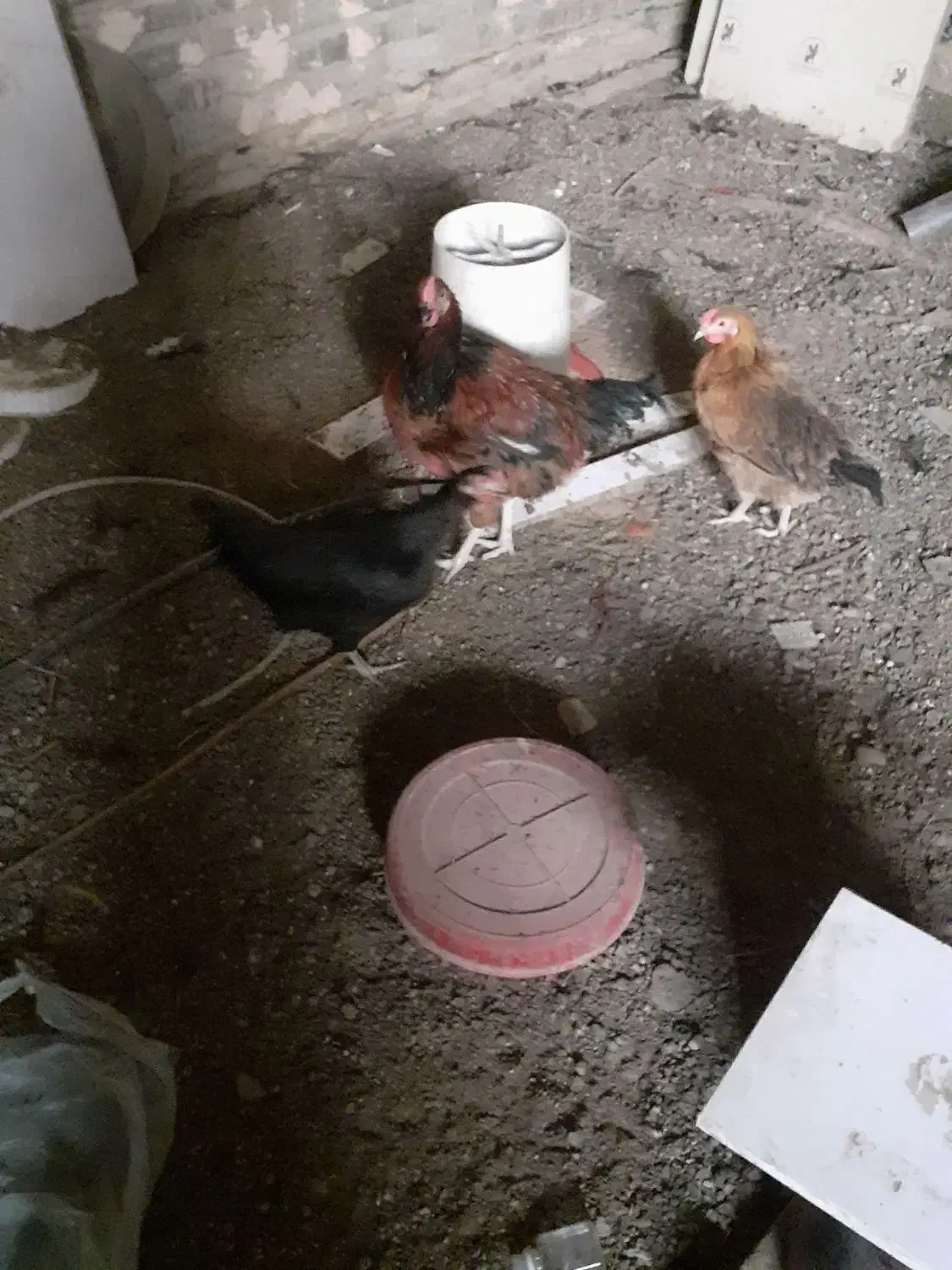 مرغ خروس ۶ ماهه|حیوانات مزرعه|مشهد, امیرآباد|دیوار