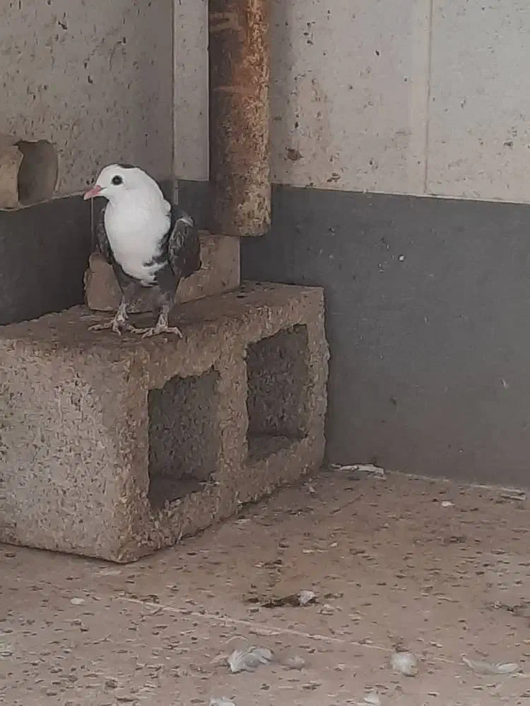 کبوتر کله سفید|پرنده|بهبهان, |دیوار