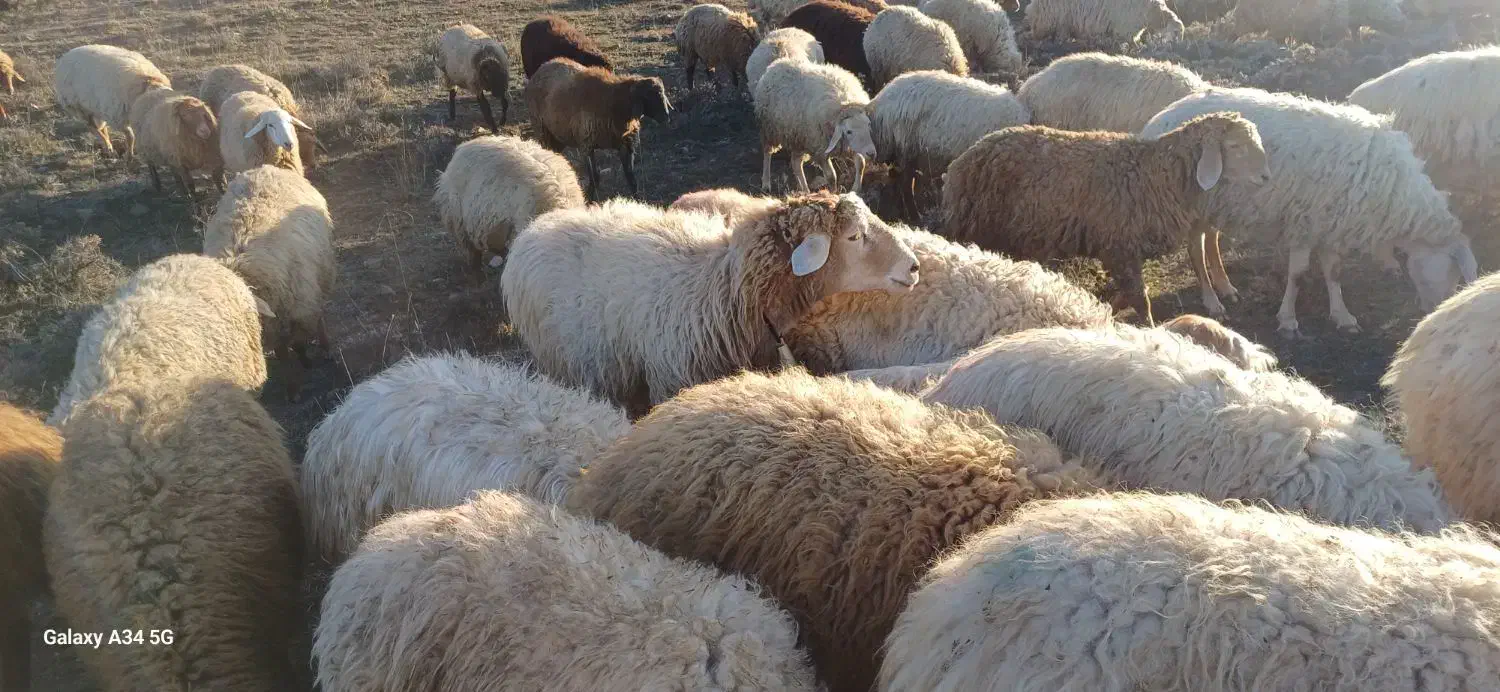 بره نر گوشتی واسه قربانی|حیوانات مزرعه|اردبیل, |دیوار