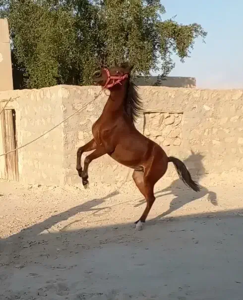 فروش اسب مادیون سه ساله|اسب و تجهیزات اسبسواری|جناح, |دیوار