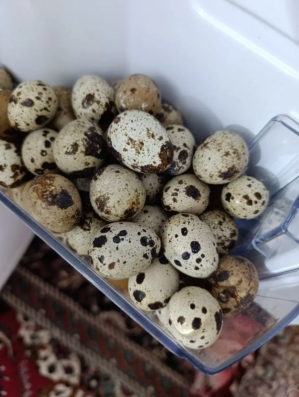 تخم بلدرچین|خوردنی و آشامیدنی|نیشابور, هفده شهریور|دیوار