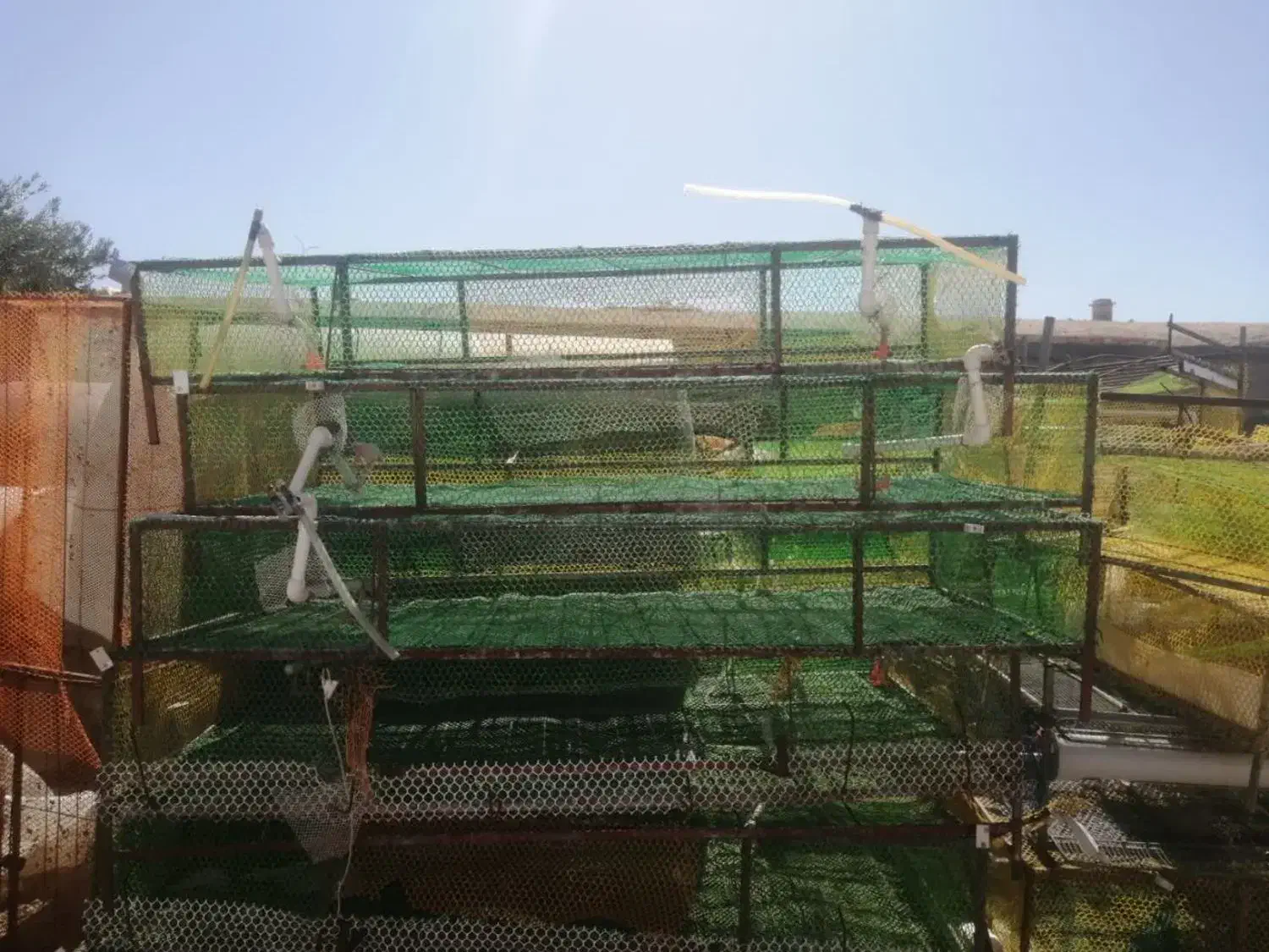 قفس کبک و بلدرچین|لوازم جانبی حیوانات|یزد, |دیوار