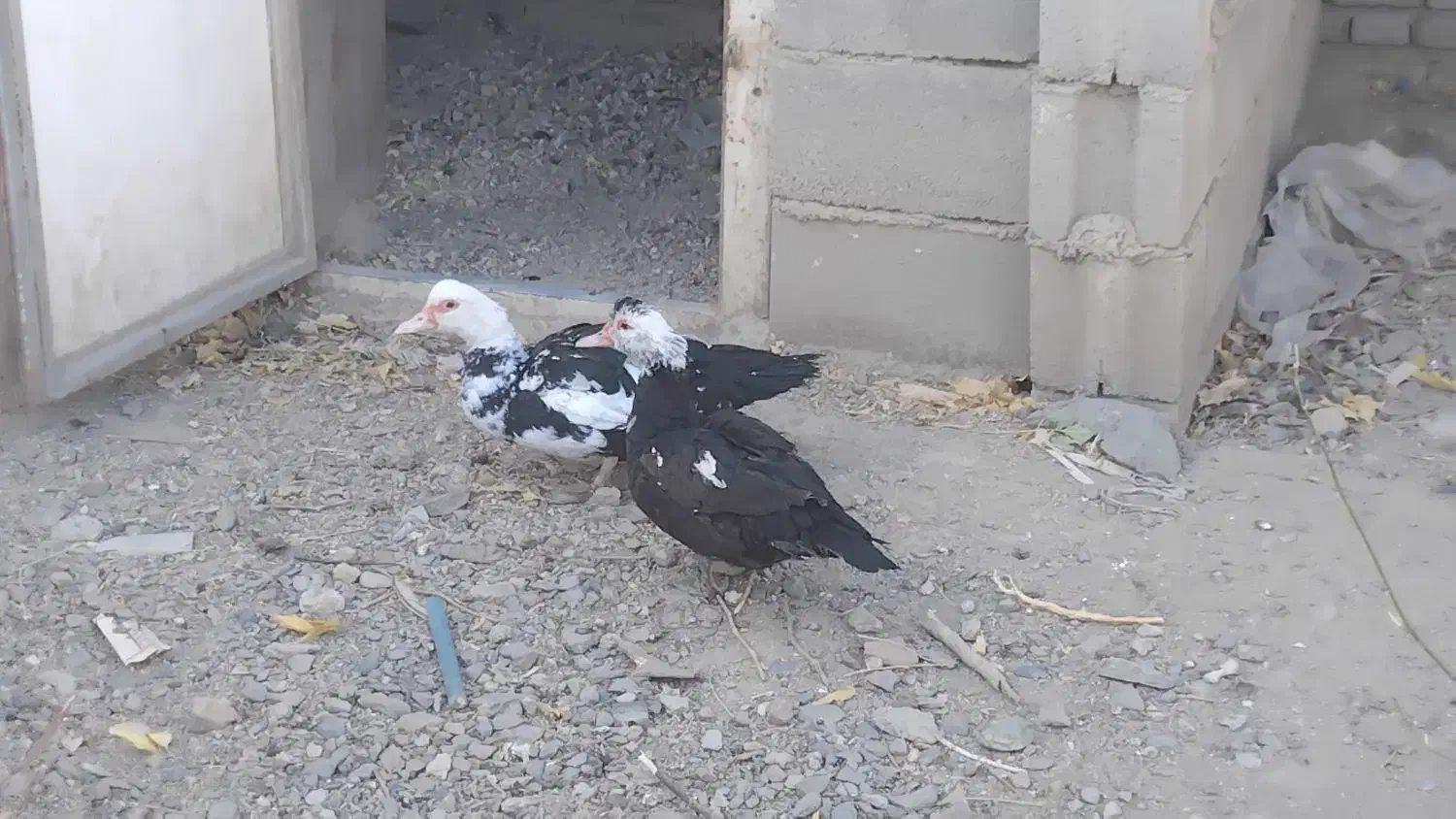 اردک اسراییلی|حیوانات مزرعه|بانه, |دیوار