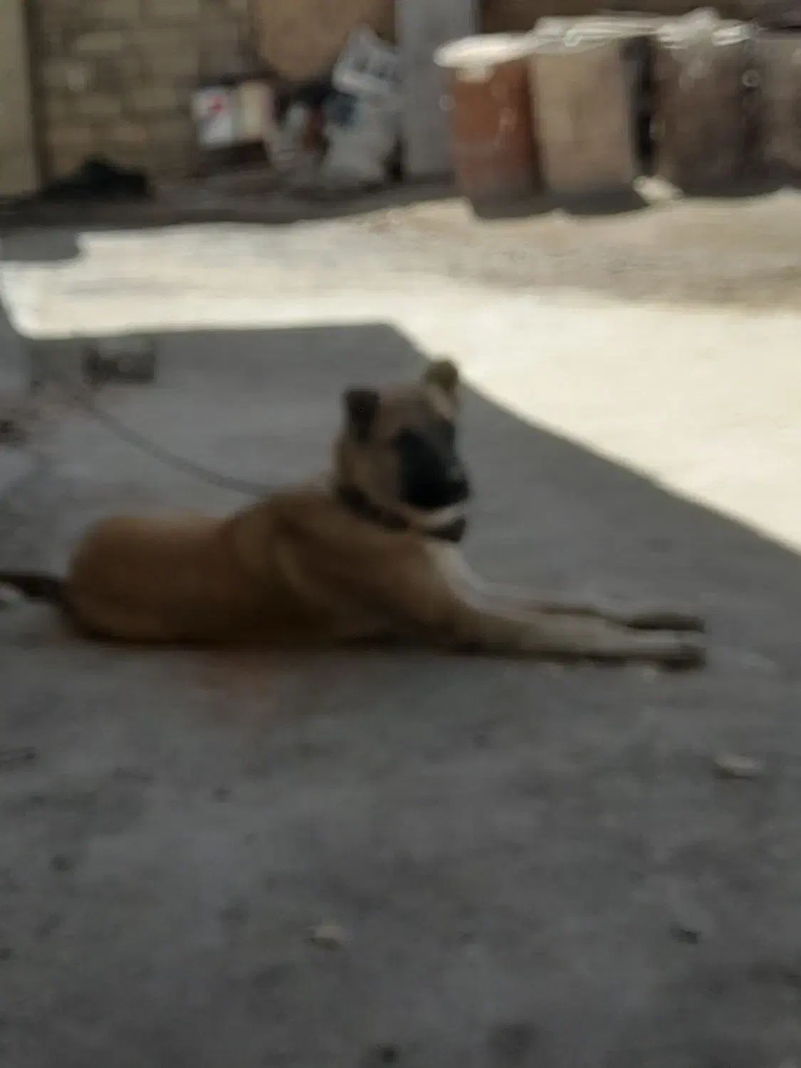 گمشده|حیوانات|اردل, |دیوار