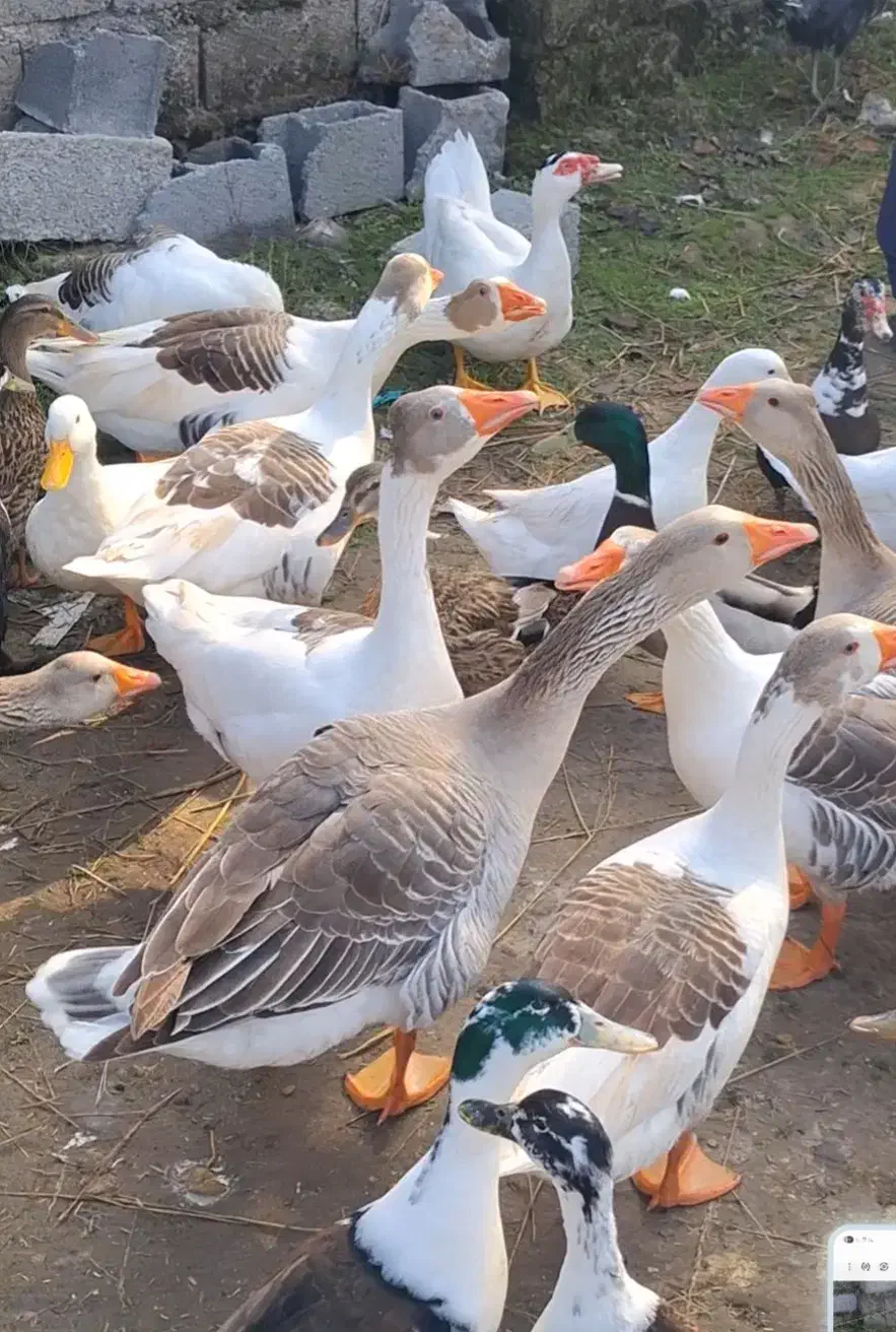 غازواردک|حیوانات مزرعه|سنگر, |دیوار