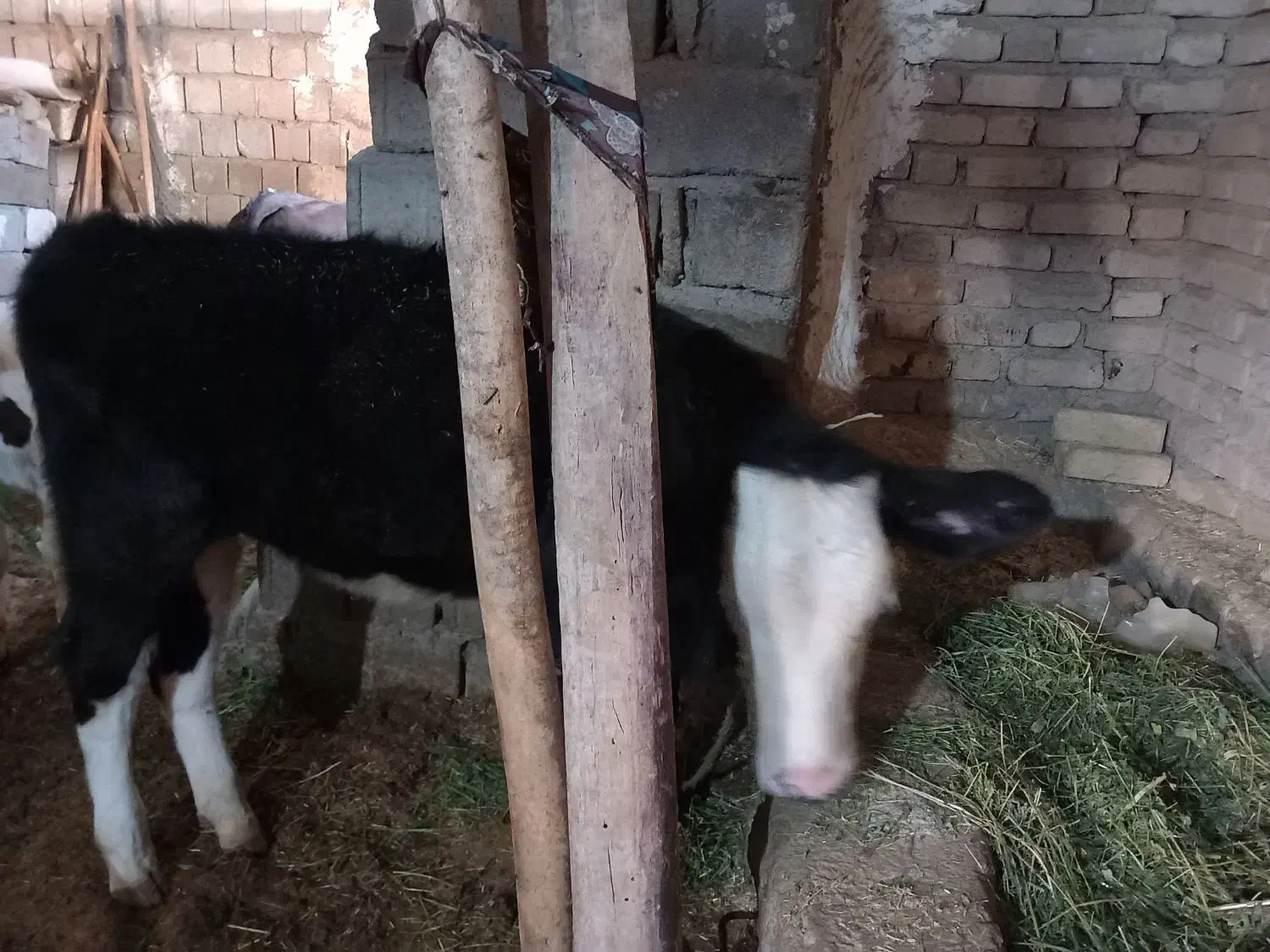گاو و گوساله ماده سیمینتال|حیوانات مزرعه|بیلوار, |دیوار