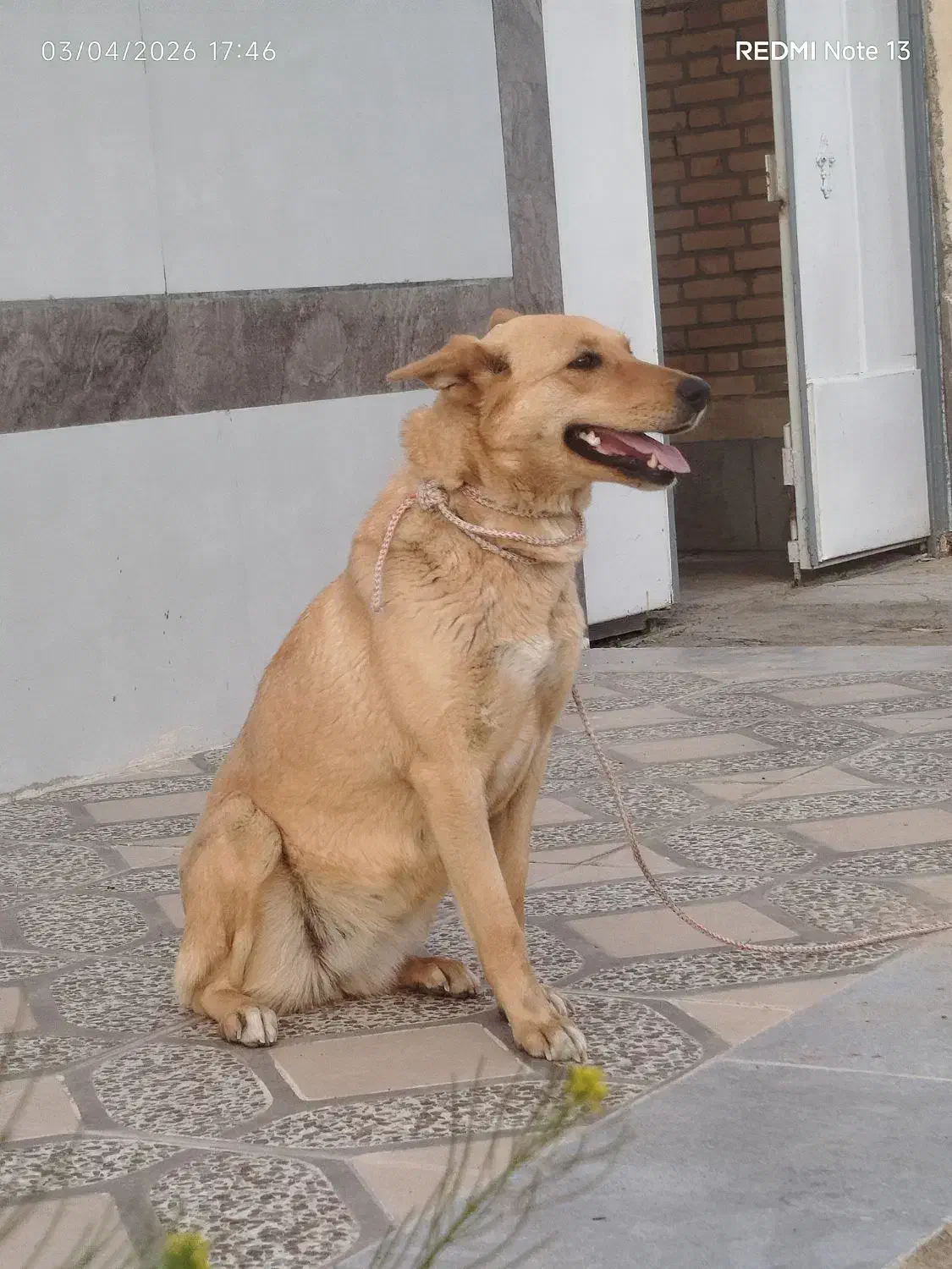 سگ ژ|سگ|شهرضا, |دیوار