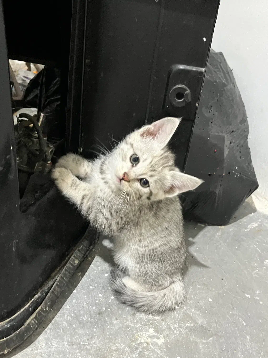 گربه برفی|گربه|تربتحیدریه, مظفریه|دیوار