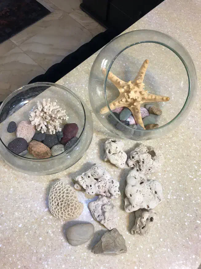 ظرف تراریوم گیاه و ماهی|ماهی|شیراز, دروازه قران|دیوار