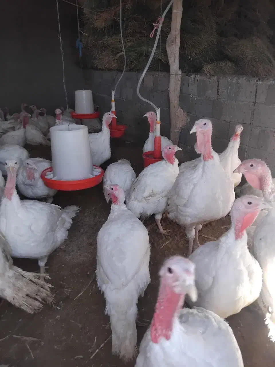 بوقلمون گوشتی|حیوانات مزرعه|سرولایت, |دیوار