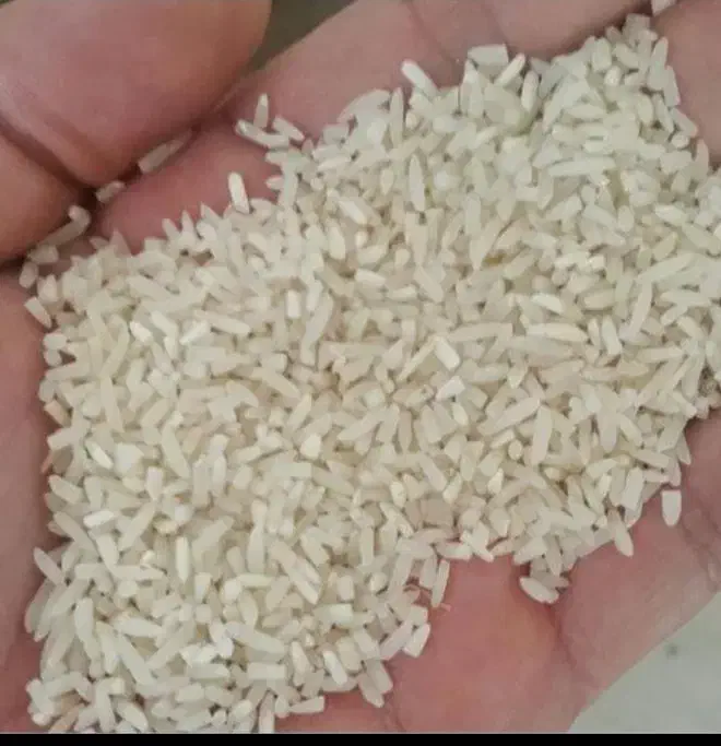 برنج ایرانی خرید مستقیم از برنجکار|خوردنی و آشامیدنی|بوشهر, |دیوار