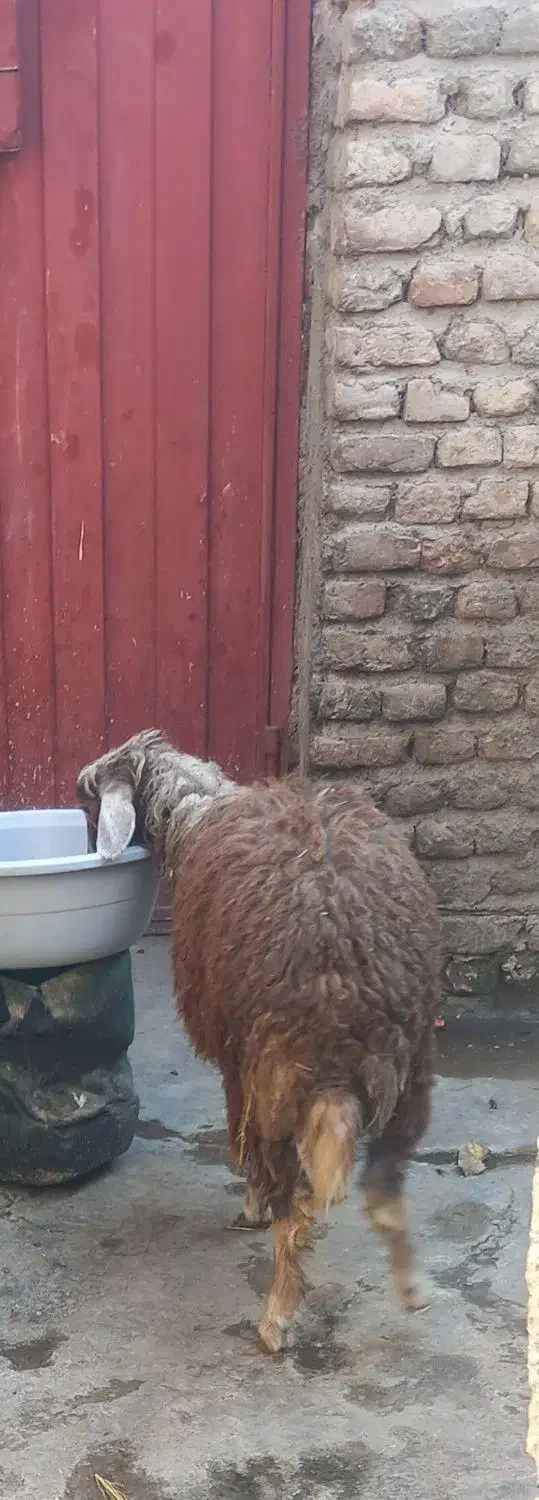 گوسفند|حیوانات مزرعه|جلین, |دیوار