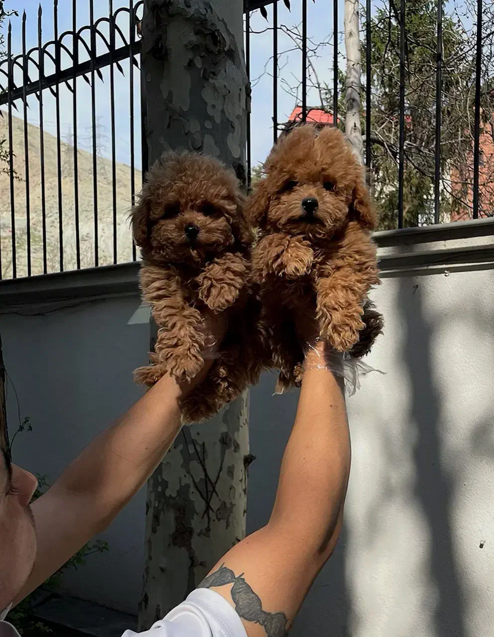 توی و تاینی پودل|سگ|تهران, زعفرانیه|دیوار