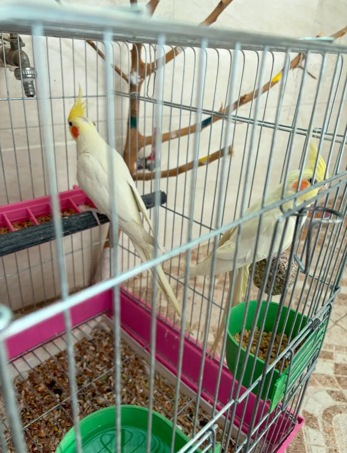 فروش عروس هلندی نر و ماده|پرنده|گرمسار, |دیوار