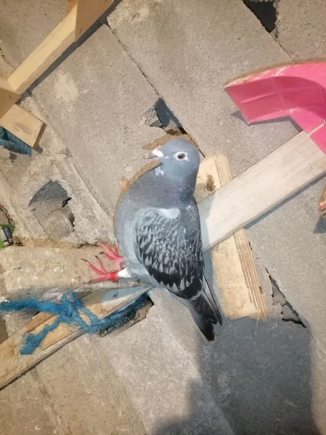 کبوتر|پرنده|بندر کنگان, |دیوار