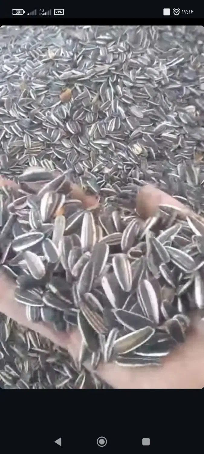 تخمه آفتاب گردان درجه یک درشت ب شرط|خوردنی و آشامیدنی|شال, |دیوار