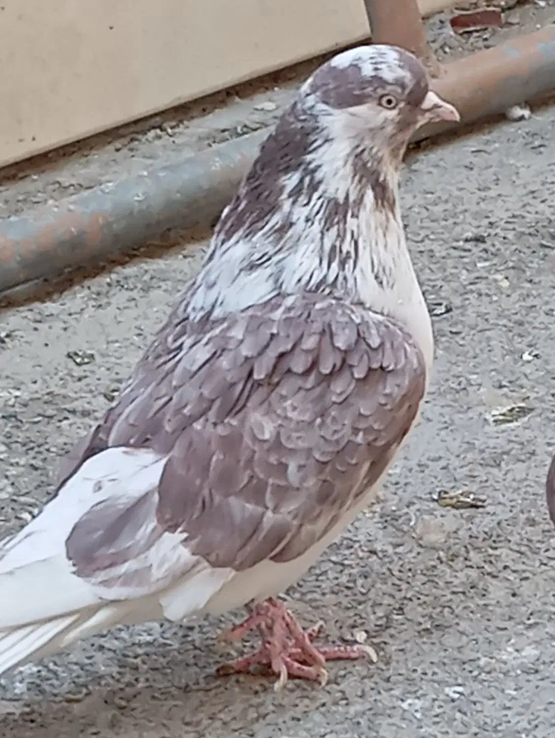 گمشده|حیوانات|ساوه, |دیوار