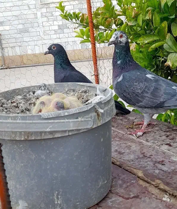 کبوتر بزک پلاکی|پرنده|شیراز, بازار|دیوار