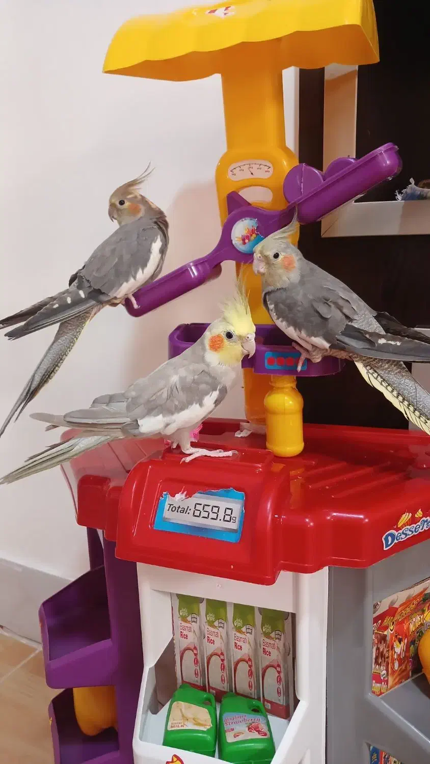 طوطی عروس|پرنده|گنبد کاووس, |دیوار