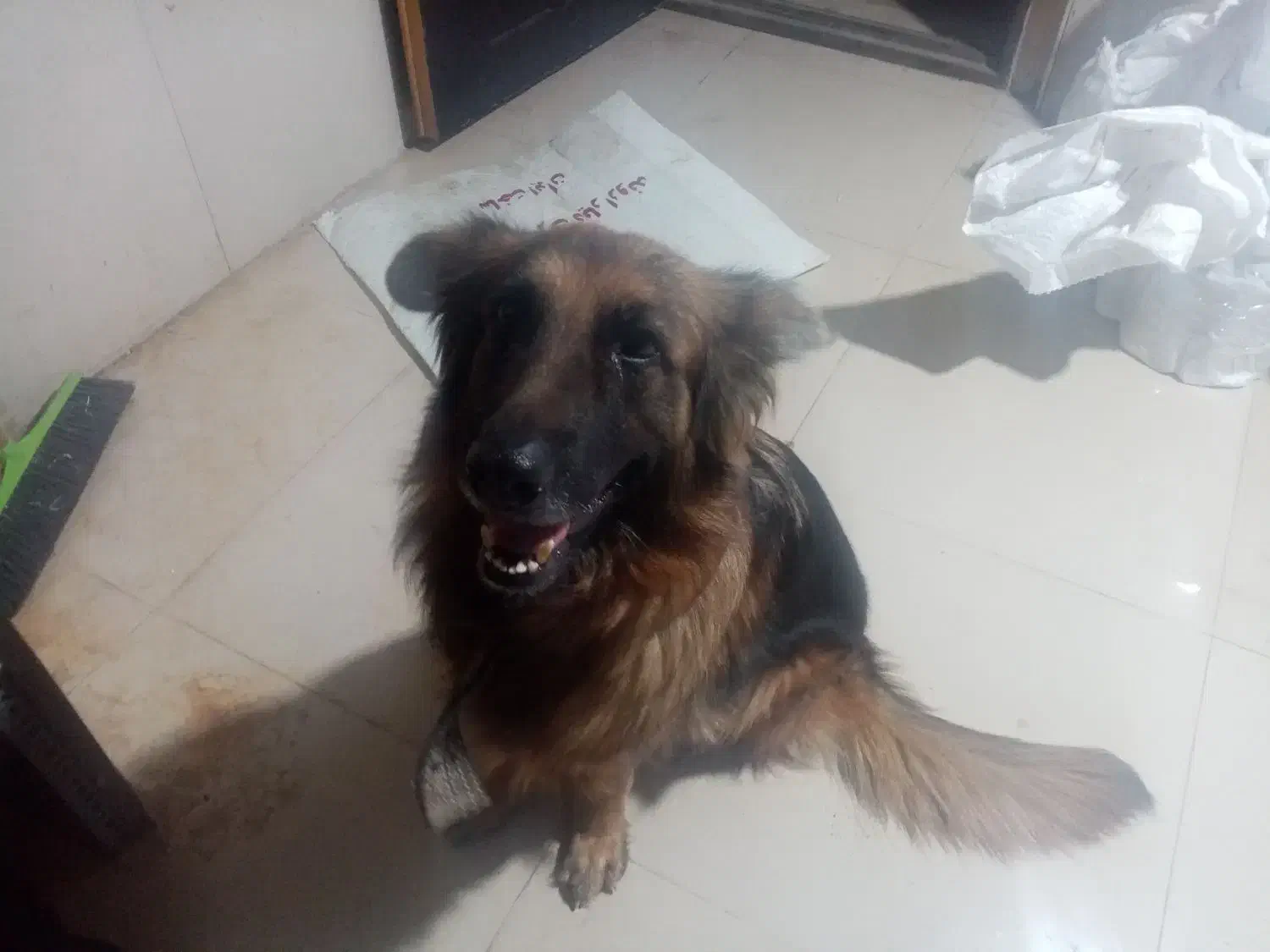 سگ شناسنامه دار ماده ۲ساله اجتماعی|سگ|خرمشهر, |دیوار