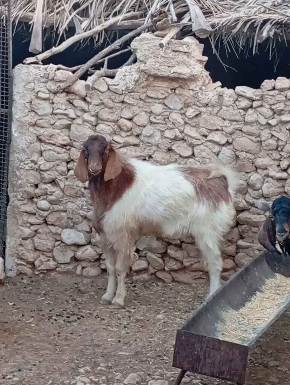 پازن داشتی|حیوانات مزرعه|لیکک, |دیوار