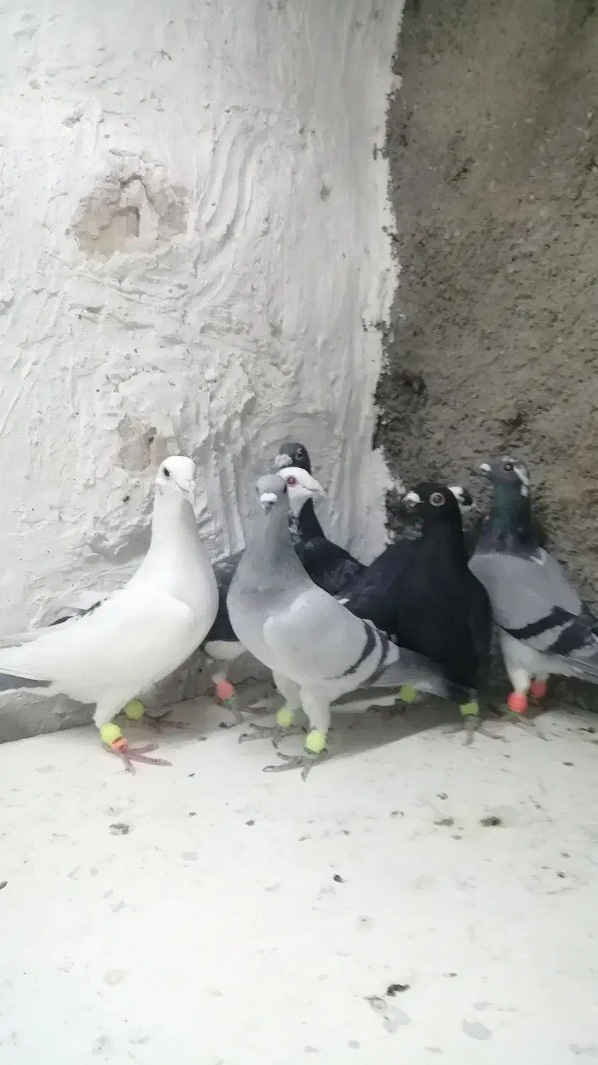 کبوترآلمانی وکرمونی|پرنده|تربتحیدریه, ۴۵ متری|دیوار