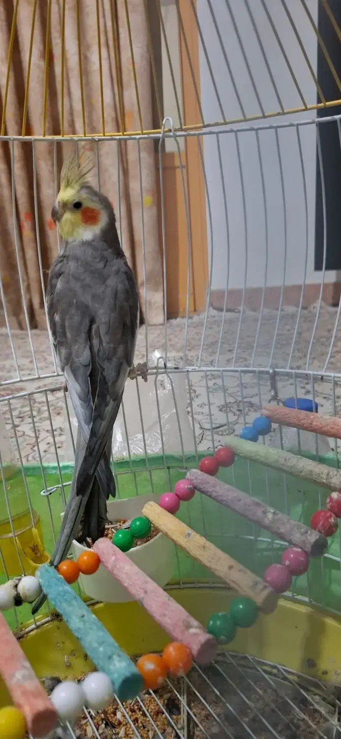 عروس هلندی نر سخن گو|پرنده|تالش, هشتپر|دیوار