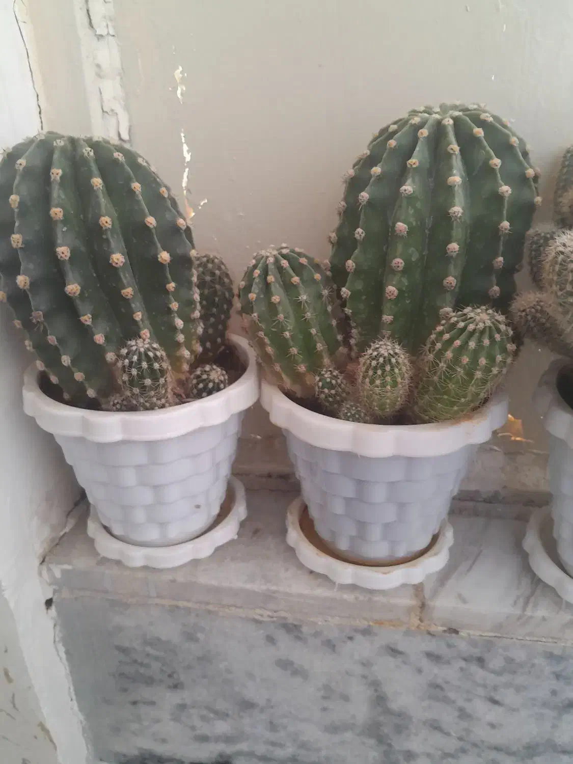 کاکتوس کمیاب|گل و گیاه طبیعی|بروجرد, |دیوار