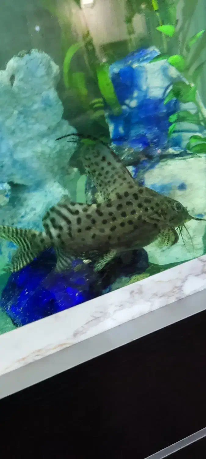 ماهی کت فیش|ماهی|تهران, مولوی|دیوار