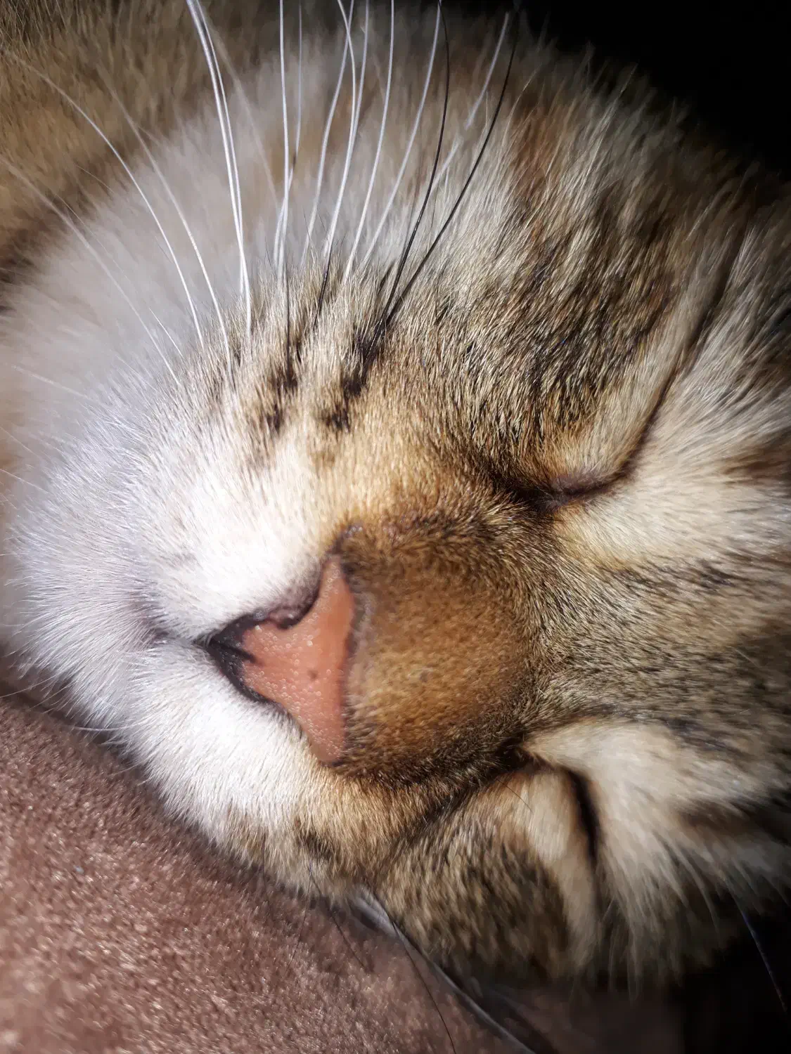 گربه آرام|گربه|نیشابور, پارک منابع طبیعی|دیوار