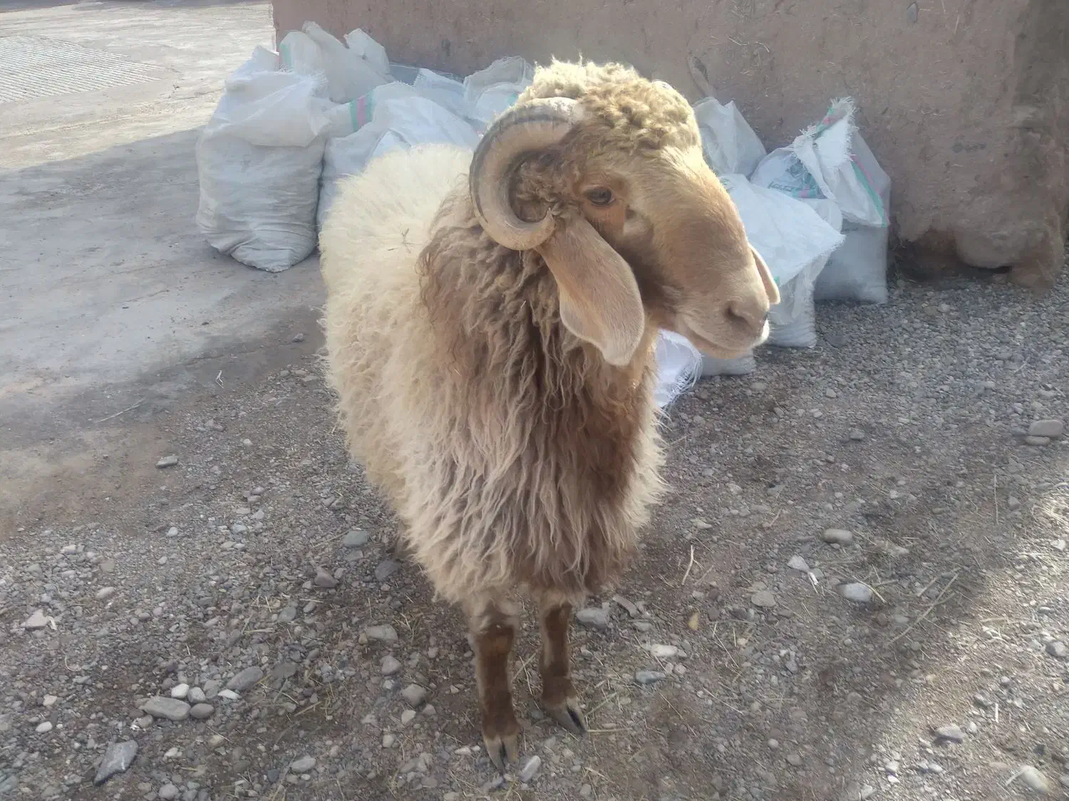 بره نر|حیوانات مزرعه|چترود, |دیوار