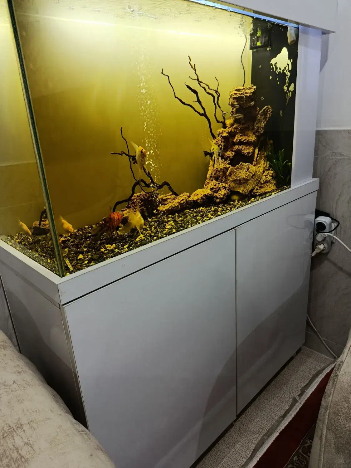 آکواریوم ۱ متری|ماهی|بانه, |دیوار