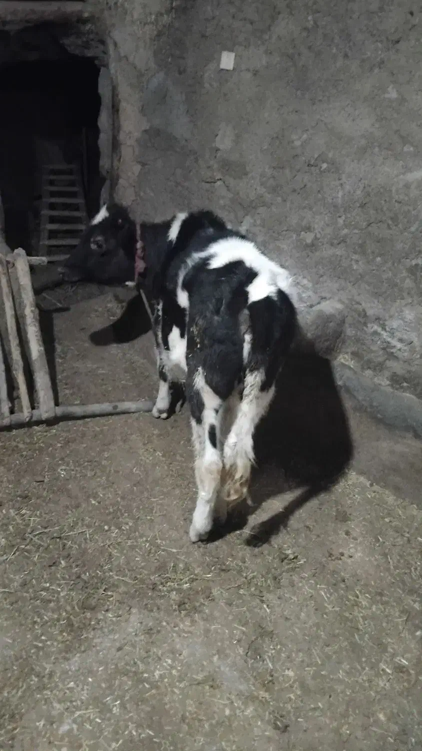 گوساله هلشتایین|حیوانات مزرعه|ورزقان, |دیوار