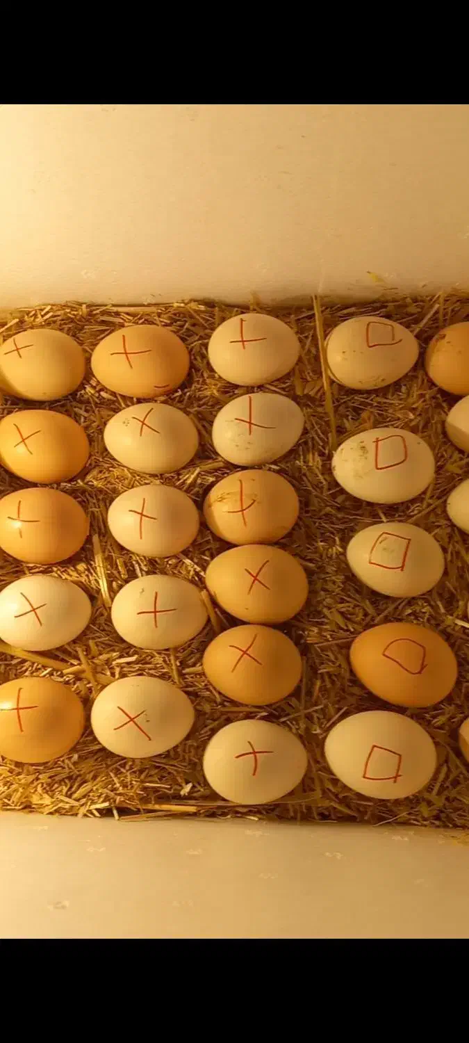 تخم مرغ|حیوانات مزرعه|شیراز, ده پیاله|دیوار