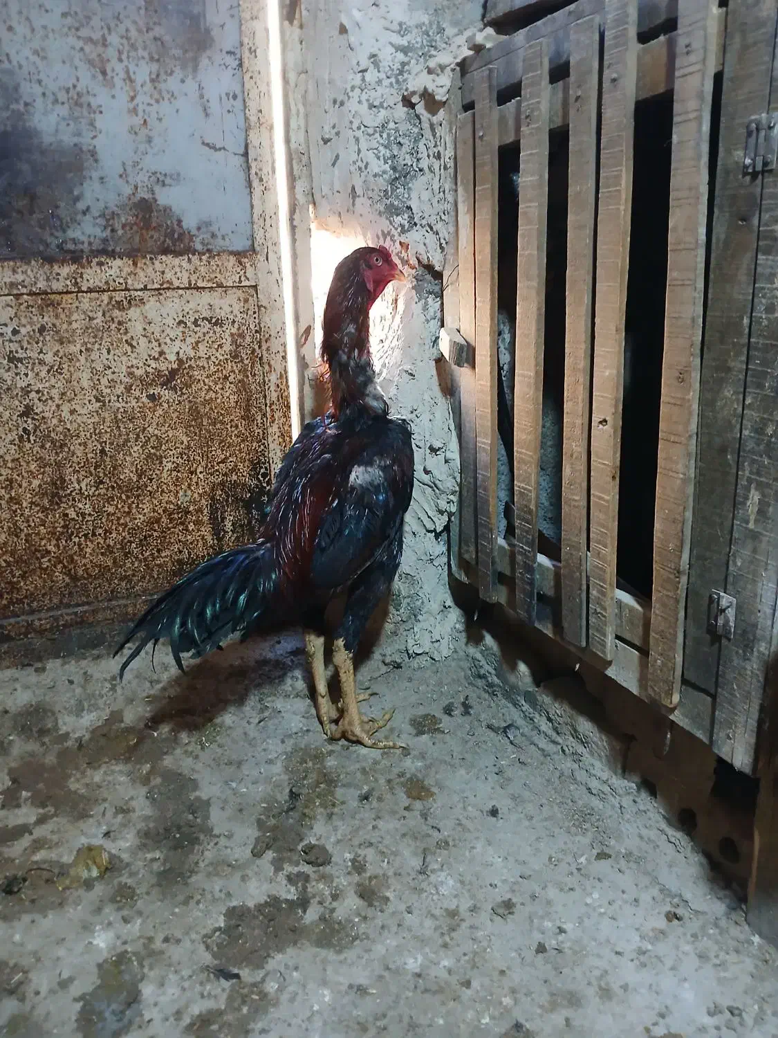 فروش خروس لاری|پرنده|تهران, فلسطین (میدان انقلاب)|دیوار