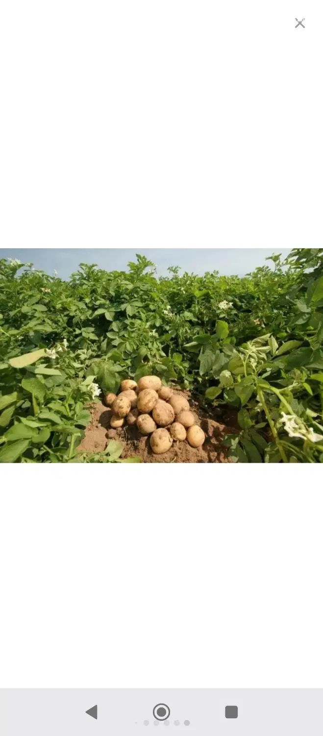 کار|خدمات باغبانی و درختکاری|ازنا, |دیوار