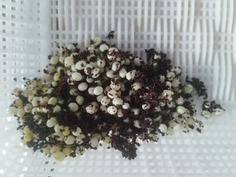 تخم حلزون|خزنده|شیروان (خراسان), |دیوار