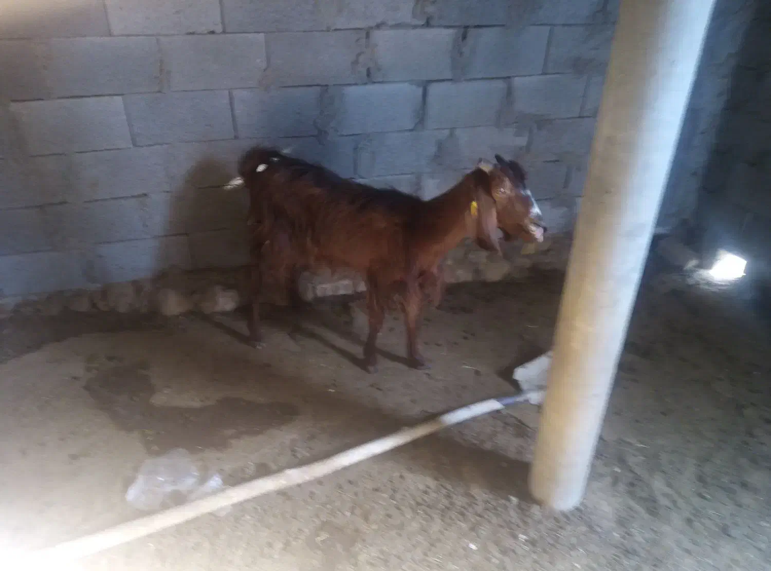 روستای رکن آباد|حیوانات مزرعه|جنت, |دیوار