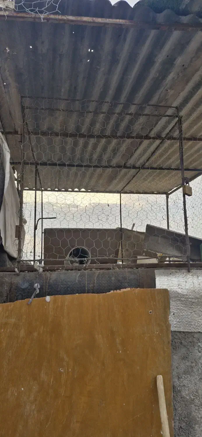 گنجه مرغ و کبوتر|لوازم جانبی حیوانات|شیراز, شیخ علی چوپان|دیوار