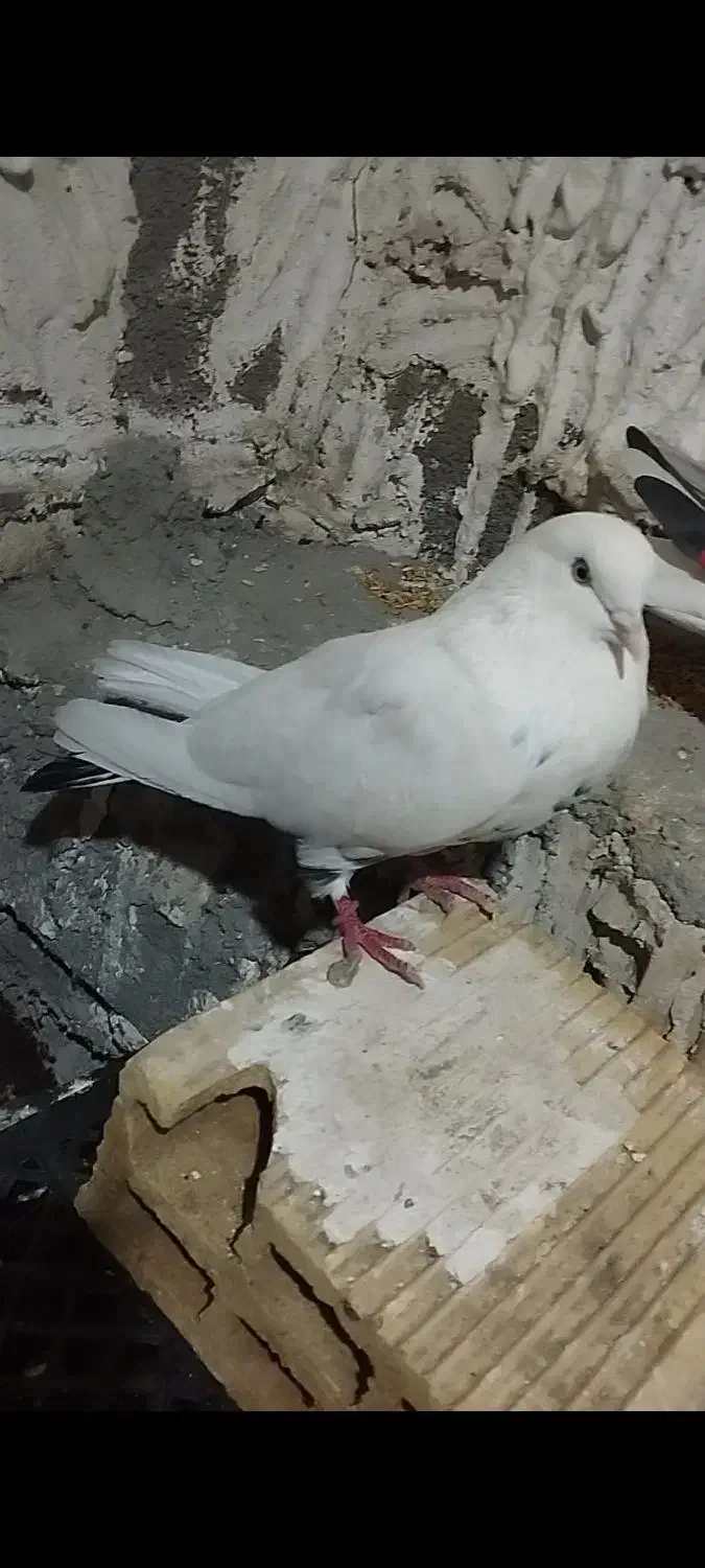 کبوتر پرشی|پرنده|روانسر, |دیوار