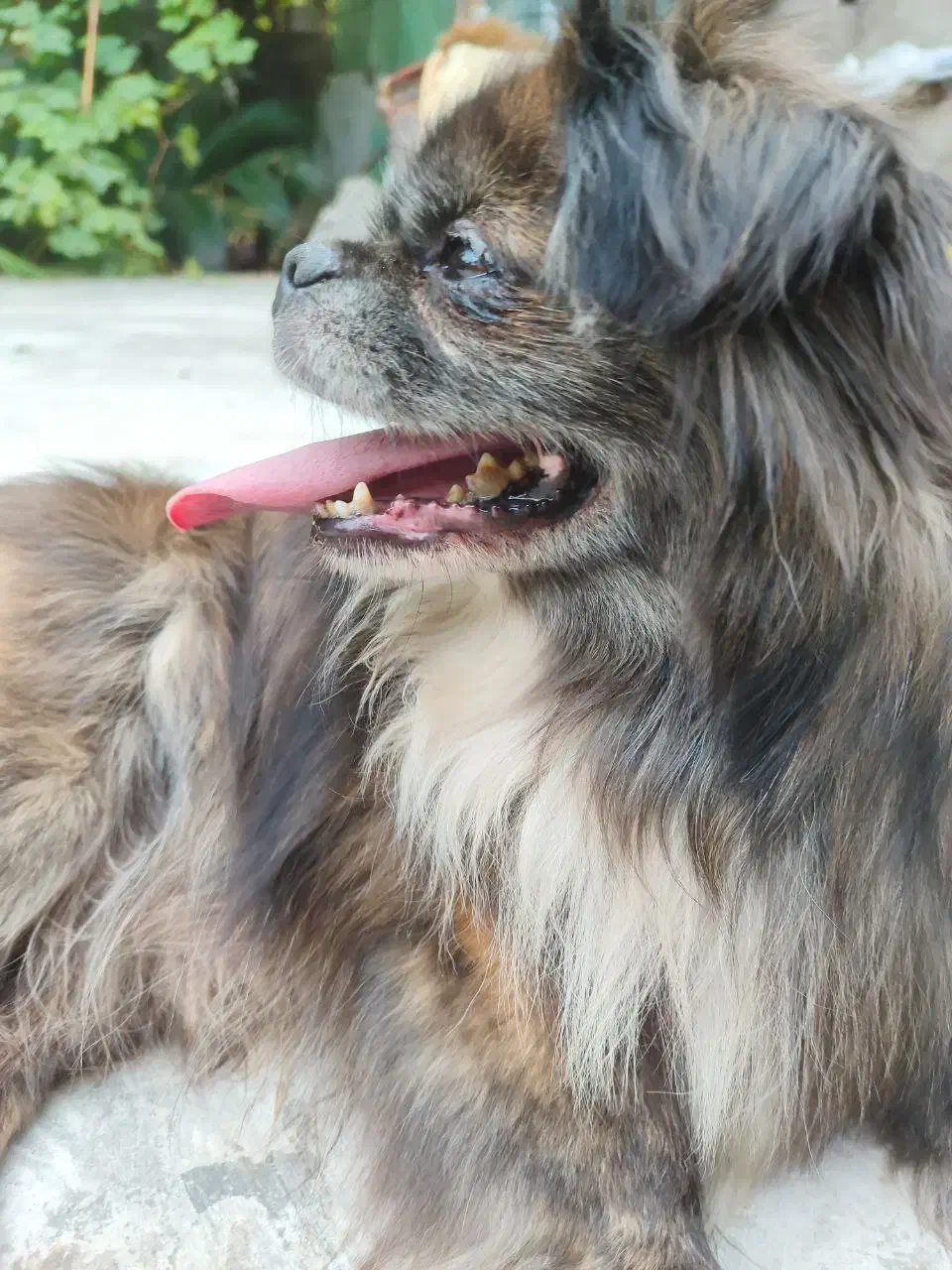 سگ گمشده در صورت دیدن تماس بگیرید|حیوانات|قائمشهر, |دیوار