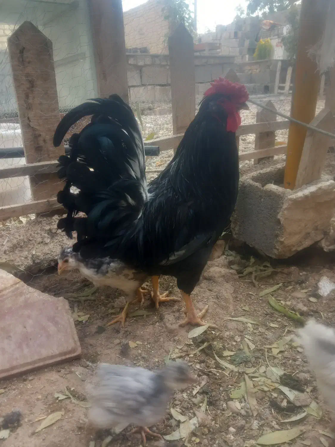 تخم مرغ گلین|حیوانات مزرعه|شیراز, سلطان آباد|دیوار