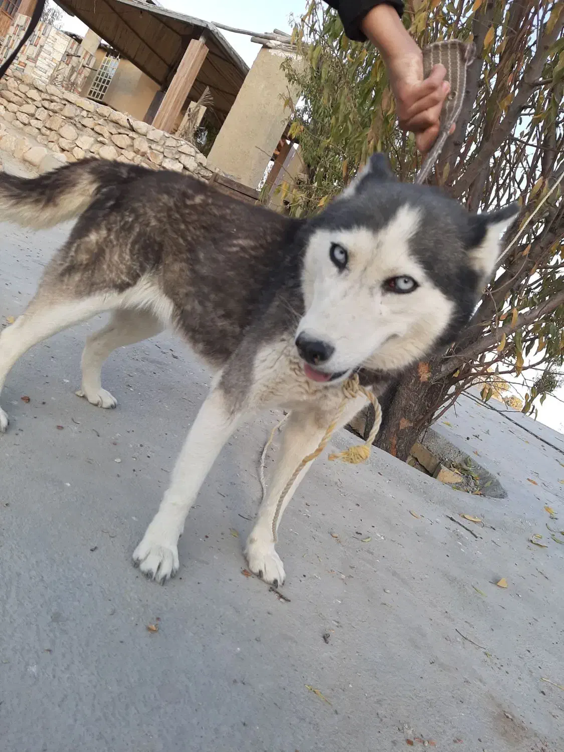 هاسکی اصیل، سالم و بسیار سرحال یا|سگ|دشمن زیاری, |دیوار