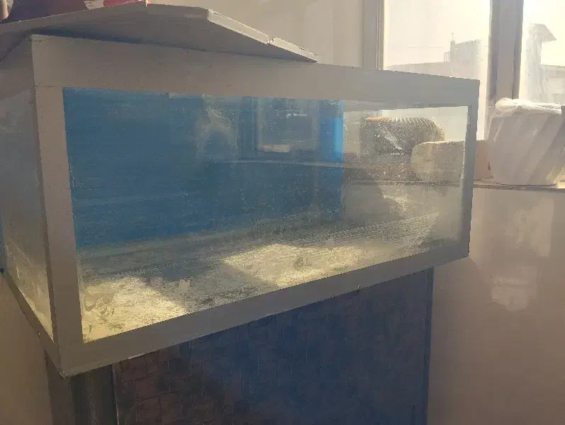 اکواریوم|ماهی|ابهر, |دیوار